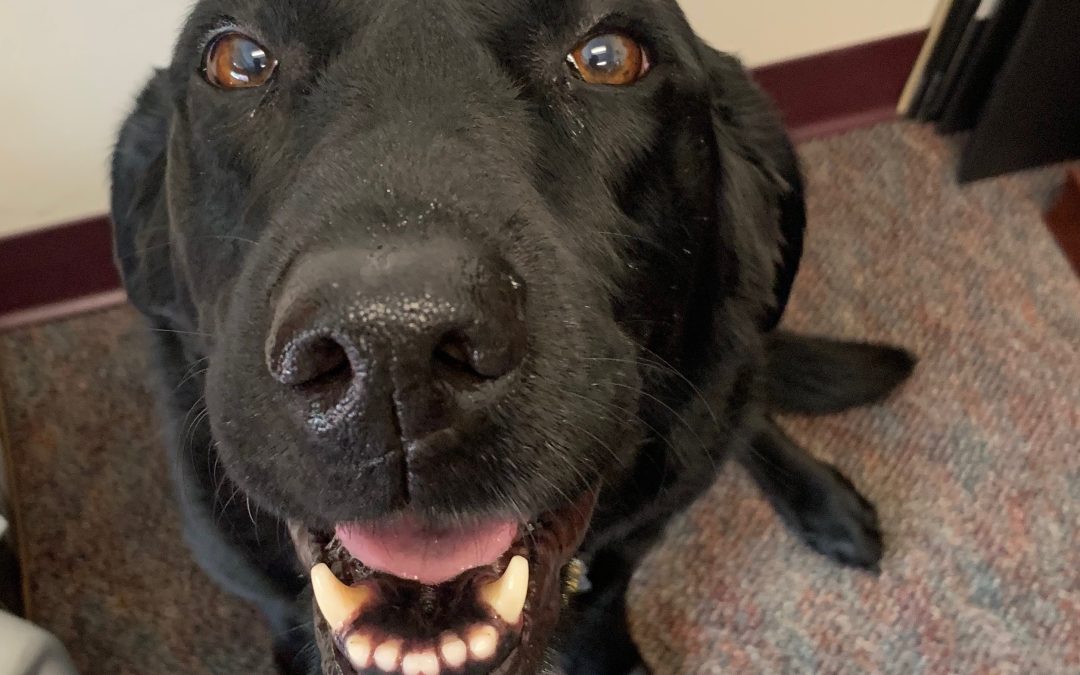 Marley, a black Labrador Retrievor, in the Mainstay office